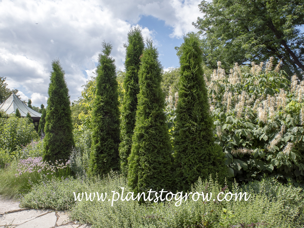 American Pillar Arborvitae (Thuja occidentalis) Plants To Grow Plants